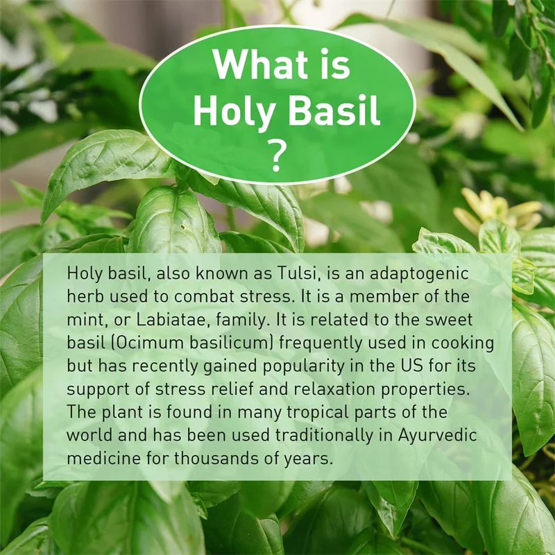 Holy Basil Capsules - Enhance  - огляд і ціна Tulsi Holy Basil