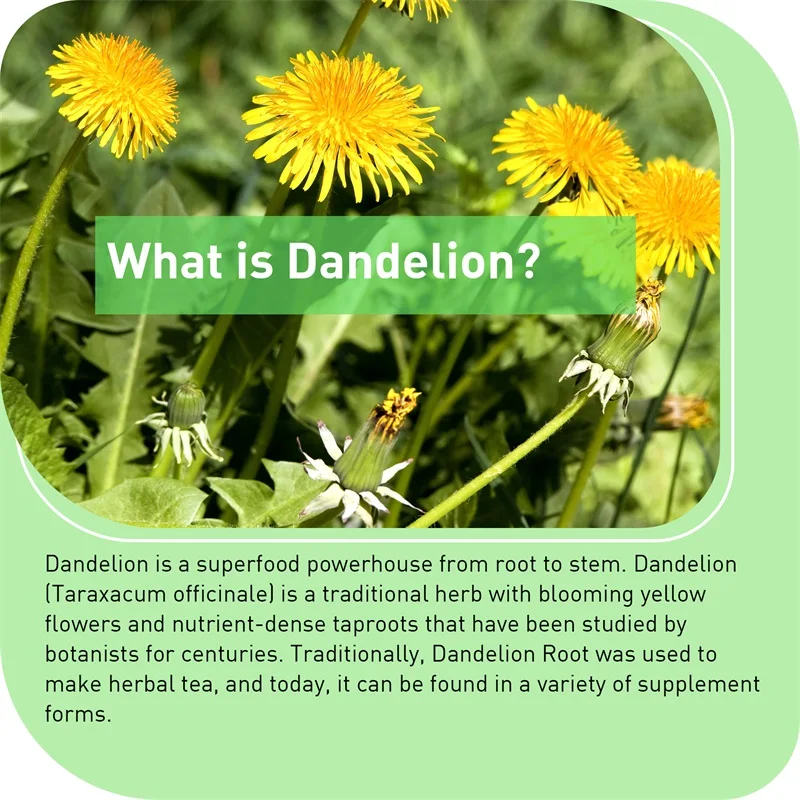 Dandelion Root Capsules - Pros - огляд і ціна Tulsi Holy Basil